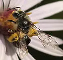Andrena canadensis - Andrena canadensis