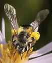 Andrena canadensis - photo 2