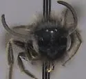 Andrena candida - photo 3
