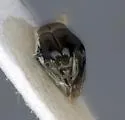 Andrena candida - photo 4