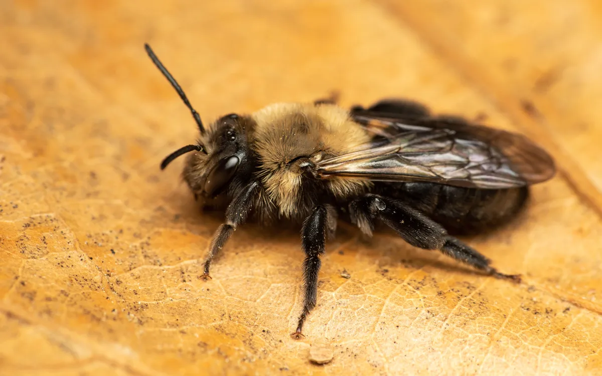 Carlinville Miner Bee