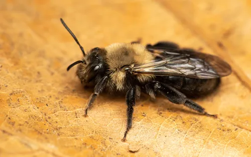 Carlinville Miner Bee - photo 2