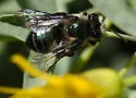 Andrena cerasifolii - Andrena cerasifolii