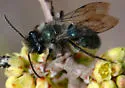 Andrena cerasifolii - photo 4