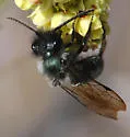 Andrena cerasifolii - photo 5