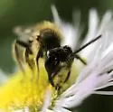 Andrena cerebrata - photo 2
