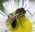 Andrena cerebrata - photo 3