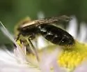 Andrena cerebrata - photo 4