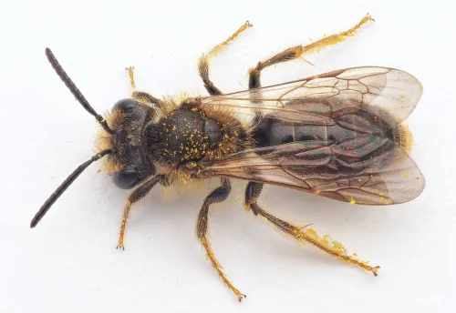 Hawthorn Mining Bee - Andrena chrysosceles