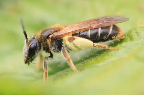 Hawthorn Mining Bee - photo 2