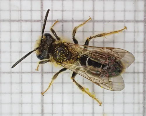 Hawthorn Mining Bee - photo 3
