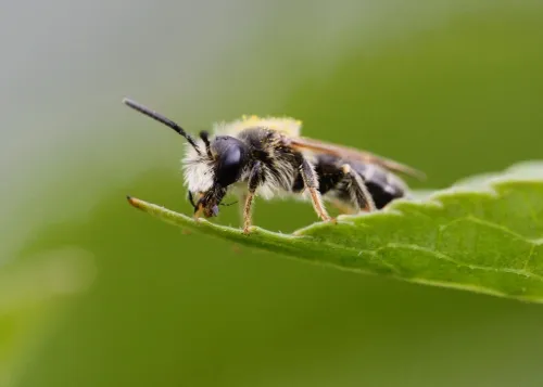 Hawthorn Mining Bee - photo 4