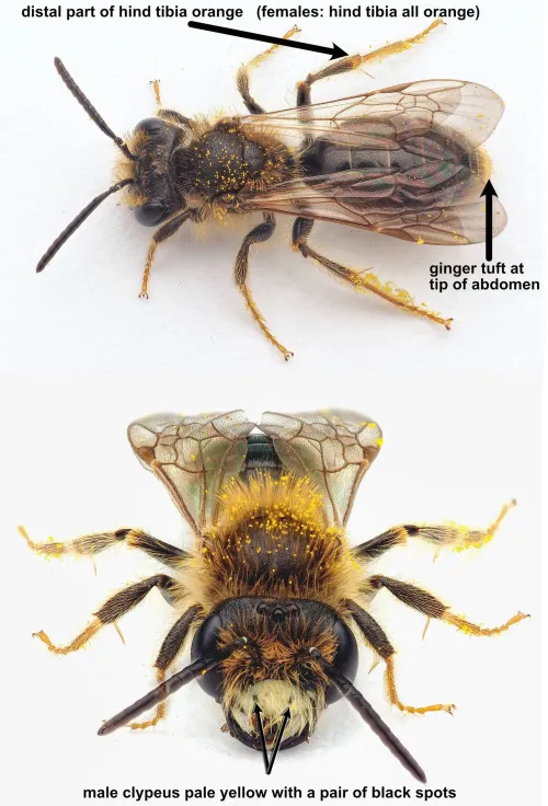Hawthorn Mining Bee - photo 6