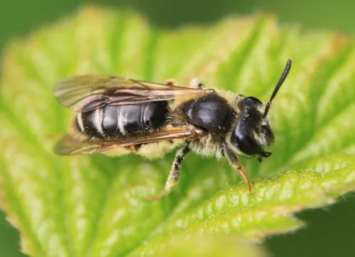 Hawthorn Mining Bee - photo 7