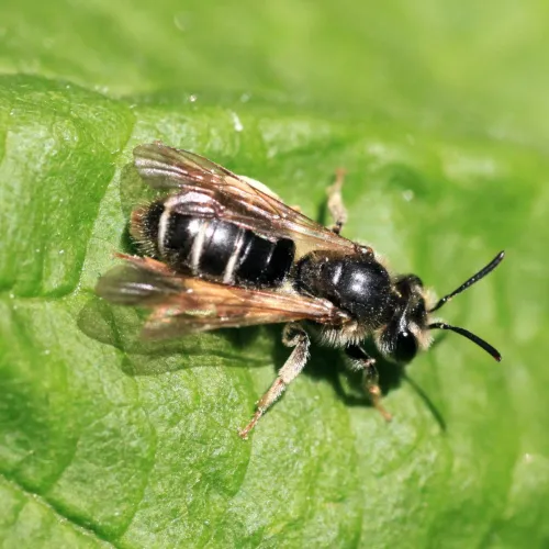 Hawthorn Mining Bee - photo 8