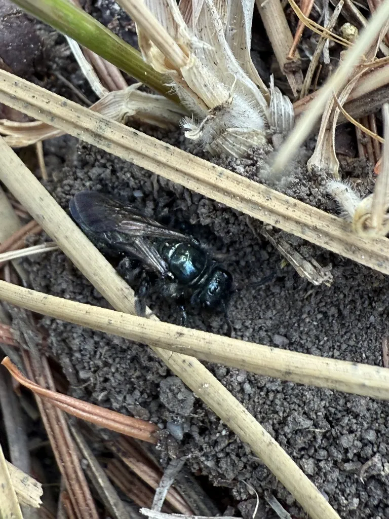 Andrena cleodora - photo 2