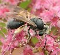 Andrena confederata - photo 2