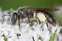 Andrena confederata - photo 4