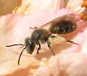 Azalea Miner Bee