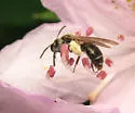 Azalea Miner Bee - photo 2