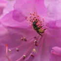 Azalea Miner Bee - photo 3