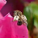 Azalea Miner Bee - photo 4