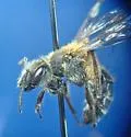 Azalea Miner Bee - photo 5