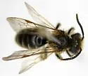 Andrena cressonii - photo 2