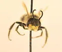 Andrena cressonii - photo 3