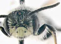 Andrena cressonii - photo 4
