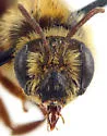 Andrena crinita - Andrena crinita