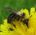 Andrena cyanura