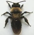 Andrena cyanura - photo 2