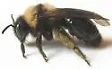 Andrena cyanura - photo 3