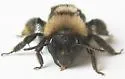 Andrena cyanura - photo 4