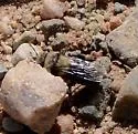Andrena cyanura - photo 5