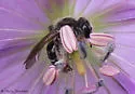 Andrena distans - Andrena distans