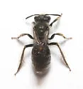 Andrena distans - photo 3