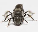 Andrena distans - photo 4