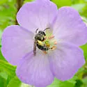 Andrena distans - photo 5