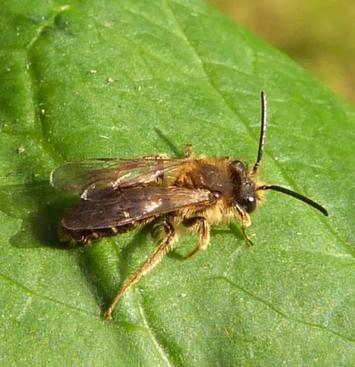 Andrena dorsata - Andrena dorsata