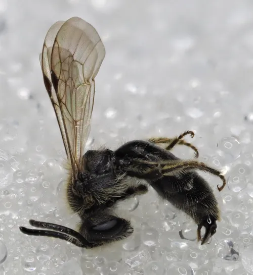 Andrena dorsata - photo 2