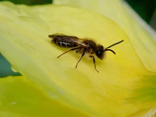 Andrena dorsata - photo 3