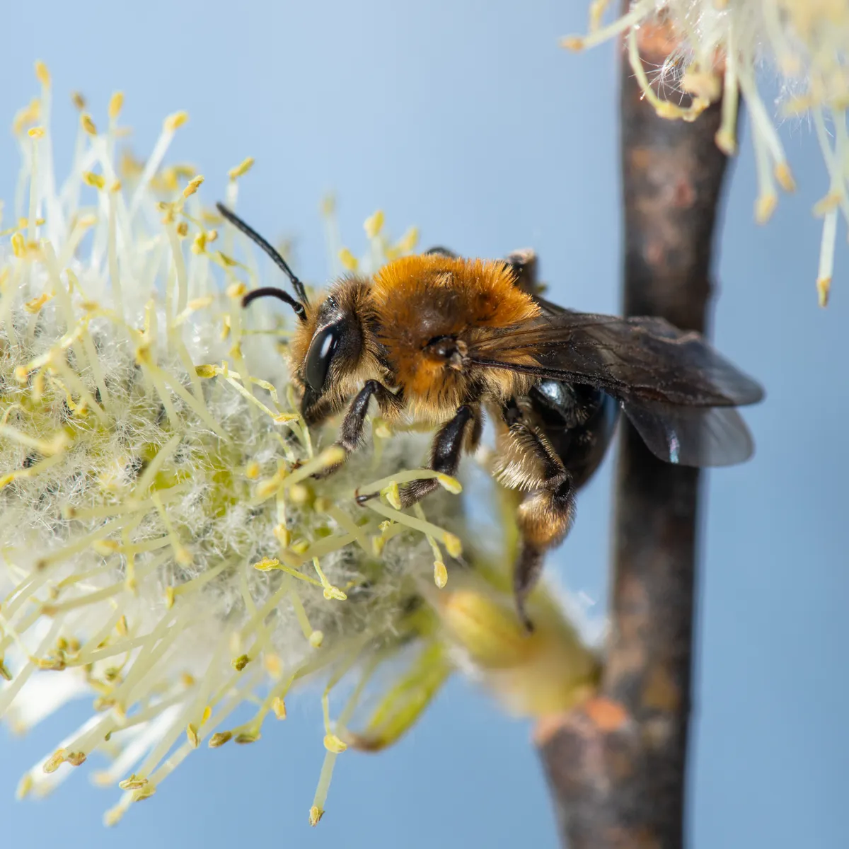 Andrena dunningi - photo 3