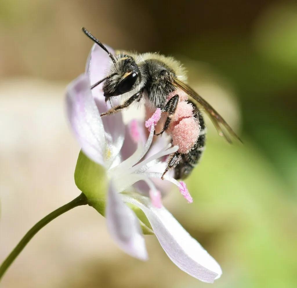 Spring Beauty Mining Bee - photo 2
