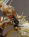 Andrena erythrogaster - photo 2