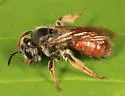 Andrena erythrogaster - photo 3
