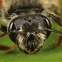 Andrena erythrogaster - photo 4