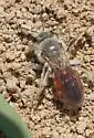 Andrena erythrogaster - photo 5