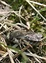 Trout-lily Mining Bee
